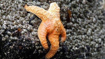 Starfish making comeback in California after mysterious syndrome killed millions