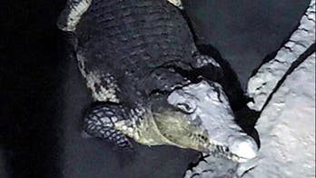 Russian police discover crocodile in basement during weapons raid