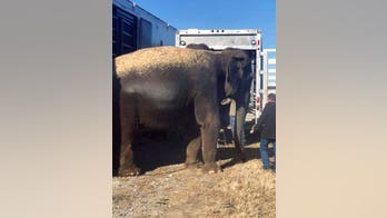 Elephants wait for ride on Oklahoma highway after trailer stalls