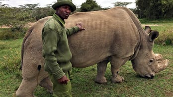 World's last male white rhino, dubbed 'Most Eligible Bachelor,' is dying