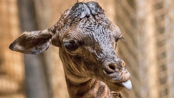 California zoo welcomes 6-foot baby giraffe