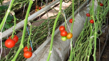 'True' organic food will soon get even more labels