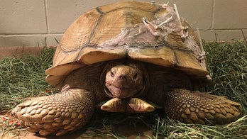 Tortoise with cracked shell recovers after $4G operation