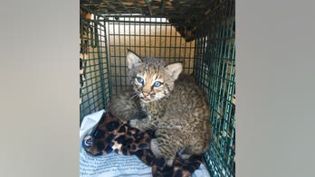 Bobcats mistaken for domestic kittens brought into Texas home
