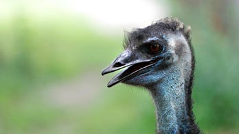 How odd! Large pet emu runs loose through the streets south of Boston, Massachusetts