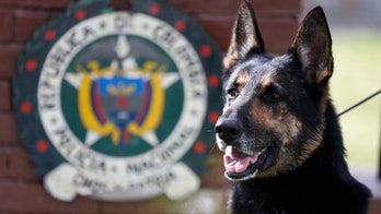 Colombian drug-sniffing dog is real-life McGruff -- and powerful cartels are taking notice