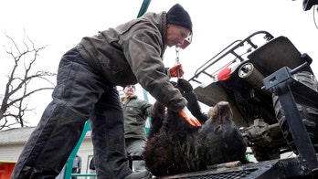 New Jersey governor bans black bear hunting on state grounds, but not without backlash