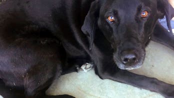 Discovery of dog saves Oregon man from sex crime conviction
