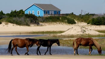 Hurricane Florence shouldn't hurt North Carolina's wild horse population, wildlife experts say