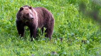 Protections restored for grizzly bears; hunts blocked