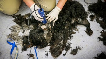 Neglected dog's road to recovery starts with a shave