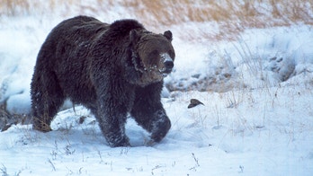 Beloved Yellowstone bear 'Scarface' killed by hunter last fall, officials confirm