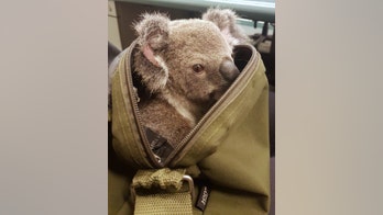 Aussie police seize baby koala during woman's arrest