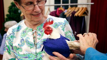 Sweaters for chickens: Retirees knit clothes for chilly poultry