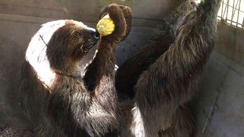 As Irma arrives, animals are hauled off to jail -- for protection