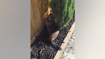 Baby seal winds up miles away from the ocean, in Calif. front yard