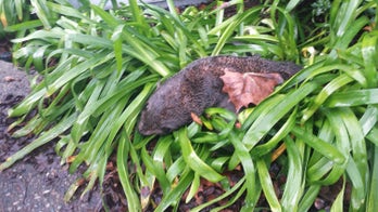 Baby seal crossed busy Calif. highway and survived