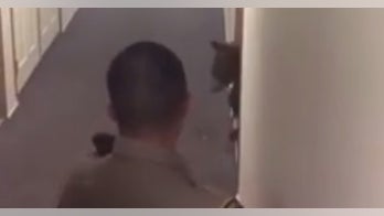 Caught on video: Bear is uninvited houseguest at 2nd-floor apartment