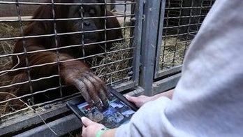 Apes get iPads at National Zoo