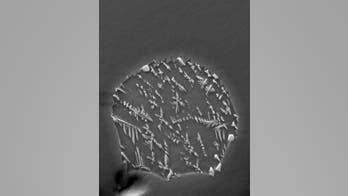 Water on Earth and moon may have common origin