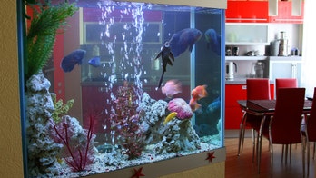 Restaurant's giant aquarium cracks, gushes water into dining room