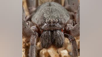 Spook alert: Researchers discover new softball-size spider in Mexican cave