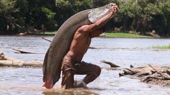 Amazon's biggest fish faces threat of extinction