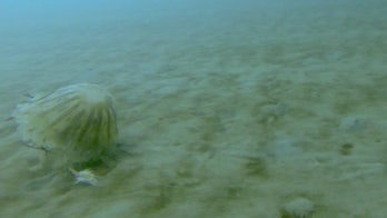 Rare footage captures giant jellyfish living under Arctic ice