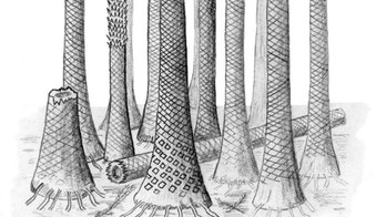 Scientists find an old tropical forest in the Arctic