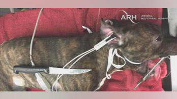Puppy undergoes surgery after swallowing 8-inch steak knife
