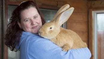 Giant Scottish rabbit finds a home