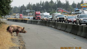 Pig headed to auction jumps from trailer onto Washington interstate
