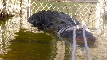 Australian rangers trap gigantic saltwater crocodile after decade-long hunt, officials say