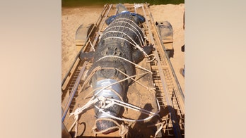 How did the massive 'salty' crocodile captured in Australia get so big?