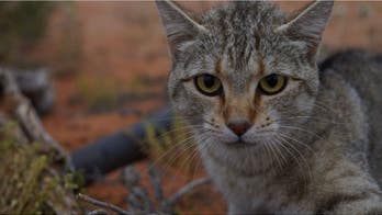Cat–astrophe! Feral cats have invaded nearly 100% of Australia