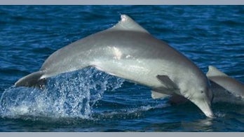 'Cape-wearing' dolphin turns out to be new species
