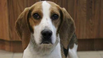 ADOPT A DOG: BRANDON THE BEAGLE