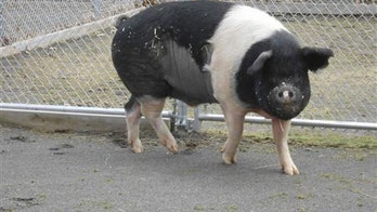 Pet pig Nemo's lymphoma treatment makes research history