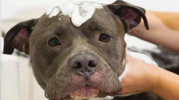 Judge temporarily suspends Montreal pit bull ban