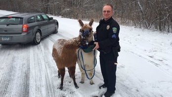 Llamas on the loose taken into custody in Minnesota