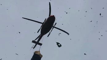 Rescued orangutans airlifted to freedom in Borneo