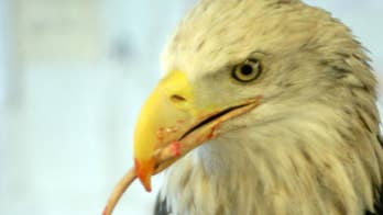 RIP, Harriet the Eagle: Symbol for wounded vets dead at 35