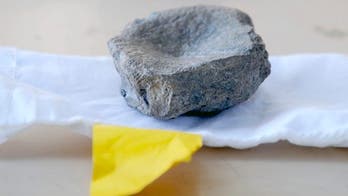 All that remains: Fossil finds