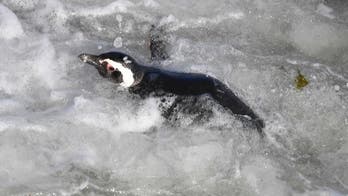 Magellanic penguin mating season begins in Argentina