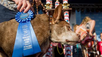 Deformed mutt named Quasi Modo is crowned World's Ugliest Dog; she wins $1,500 for owner