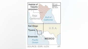 Mexico plans to catch, protect last few vaquita porpoises