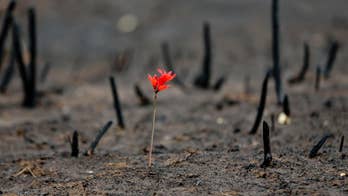 Chile President says wildfires now mostly under control