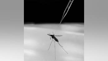 Johns Hopkins scientists genetically engineer malaria-resistant mosquitoes