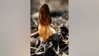 Mushroom hunting heating up in wake of Northwest wildfires