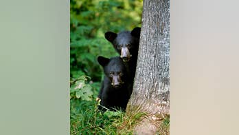 New England drought means bolder bears, stressed fish